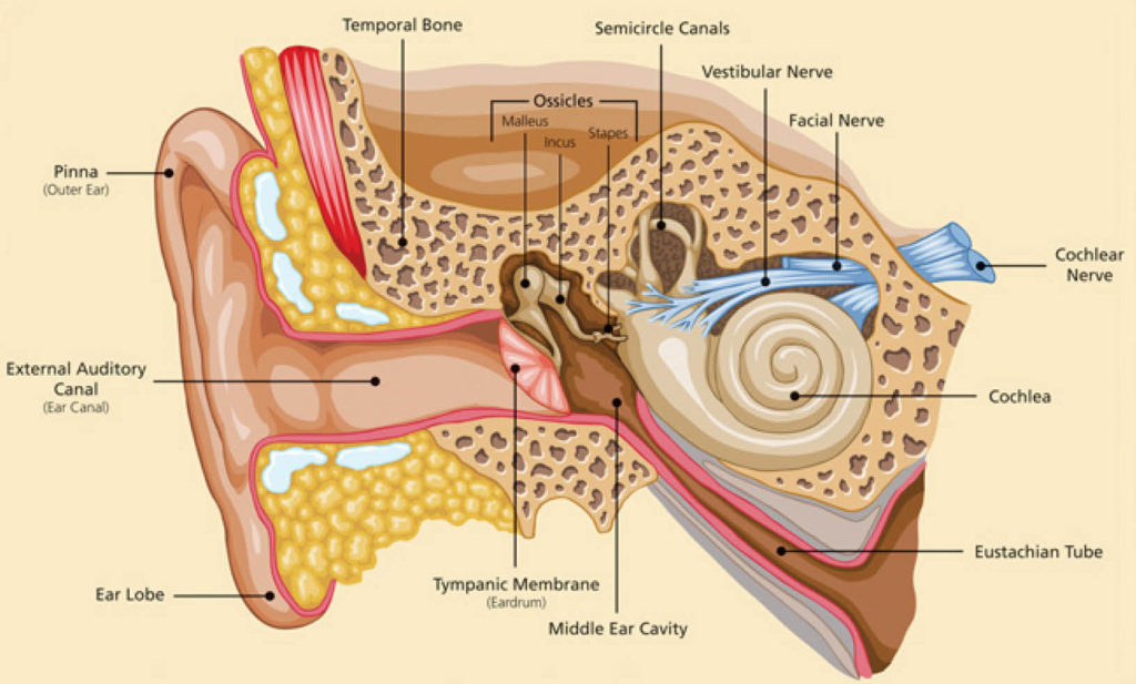 An illustration detailing the various components of the inner ear, accompanied by labeled annotations to show how you hear.